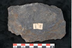 Foto (Detailansicht) von Syringodendron cyclostigma Brongniart (NHMW-GEO-2024-0188-11108)